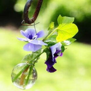 Theetuin Pronkjewail logo