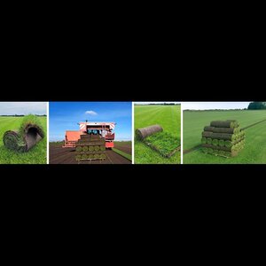 Graszoden Expert image 2