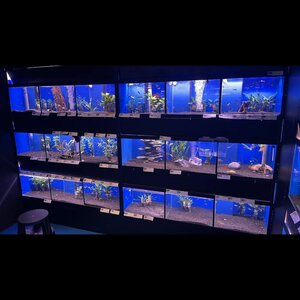 Royal Stingray image 1