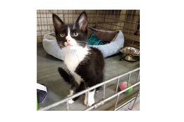 Wie heeft info over deze kat?