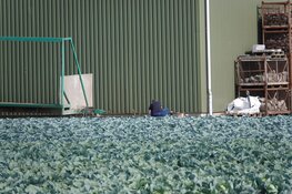 Onderzoek naar dode man op erf in Medemblik nog steeds gaande