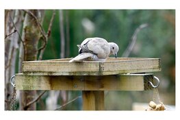 Provincie ondersteunt wildopvang De Bonte Piet