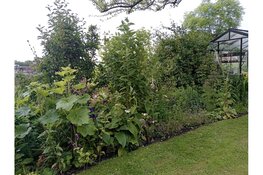 Open Tuinen Groei & Bloei afd. Enkhuizen dit jaar in Andijk