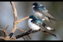 Gemeente Medemblik maakt werk van dierenwelzijn