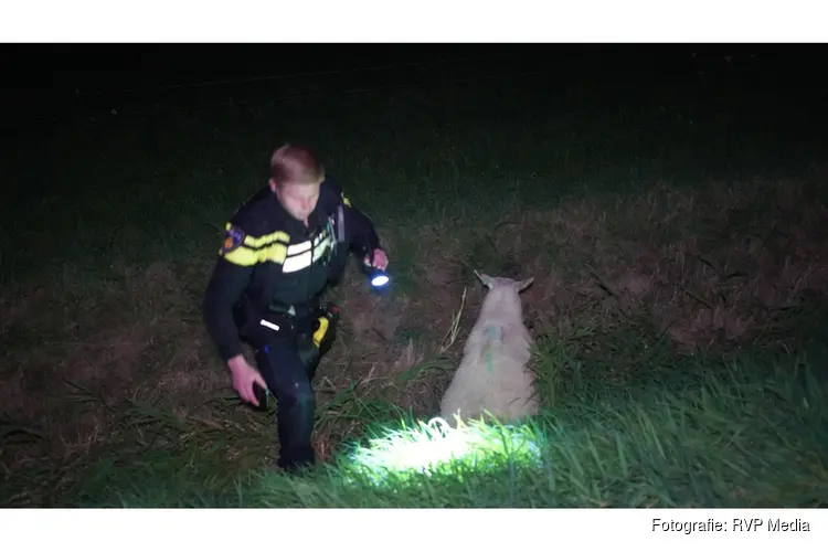 Schaap gewond na aanrijding met auto