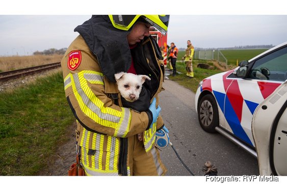 Scootmobiel te water in Midwoud, hondjes gered