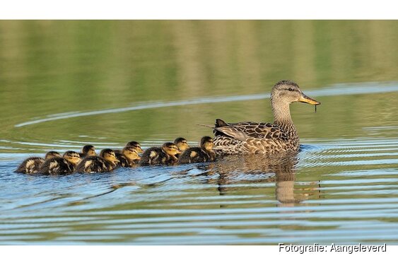 Lentewandeling A.W.V.’69