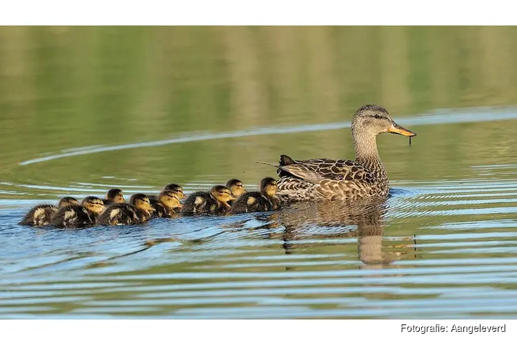 Lentewandeling A.W.V.’69