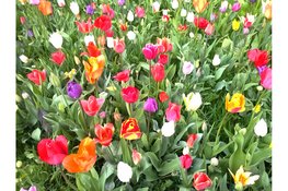 Lentewandeling A.W.V.’69