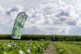 Resistentie staat centraal tijdens innovaties in bladgewassen in Twisk