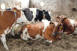 Stikstofuitstoot melkveehouderij verder gedaald