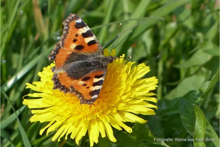 Lente in het Egboetswater
