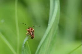 Bodemgeheimen in het Egboetje