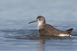Vogelkijkdag bij Waterberging Twisk