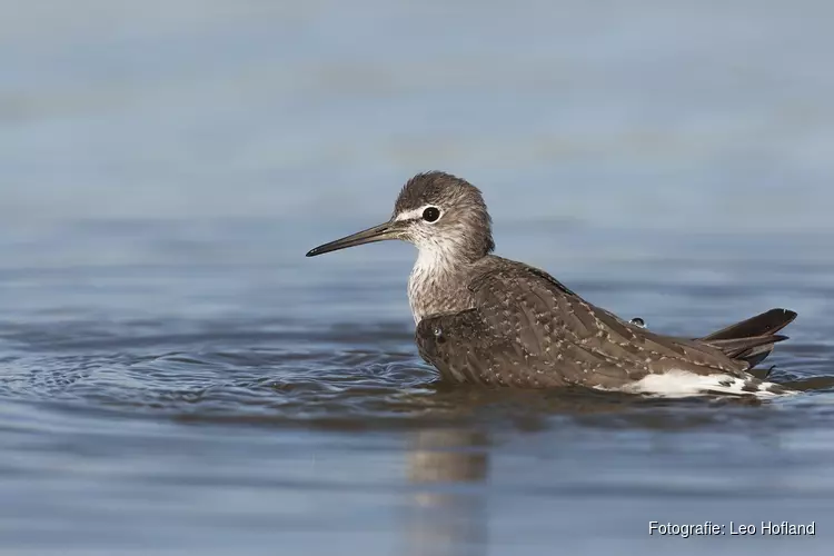 Vogelkijkdag bij Waterberging Twisk