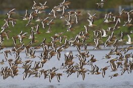 Eerste grutto's al in Noord-Holland gesignaleerd