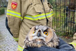 Ransuil gered door brandweer