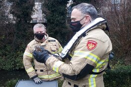 Ransuil gered door brandweer