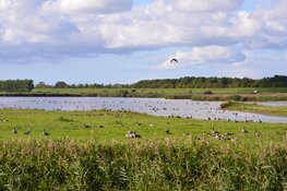 Zaterdag 7 augustus Vogelkijkdag Waterberging Twisk